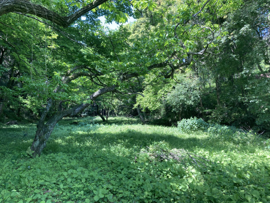 横浜三保市民の森 散策日誌