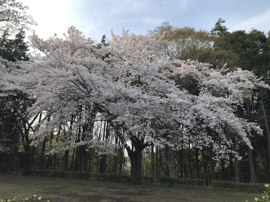 横浜三保市民の森 散策日誌