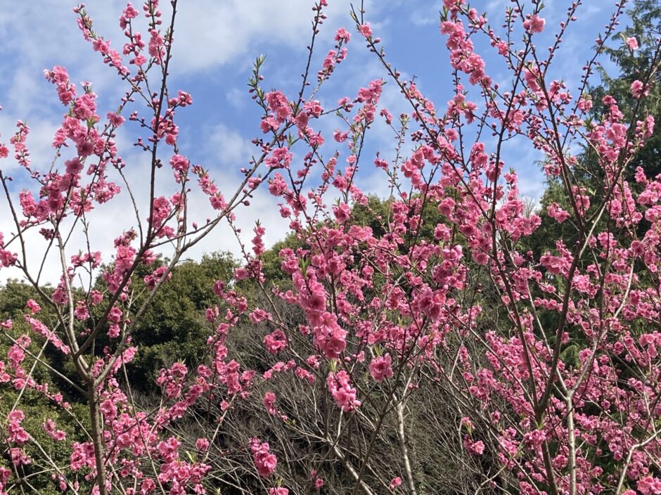 横浜三保市民の森 散策日誌