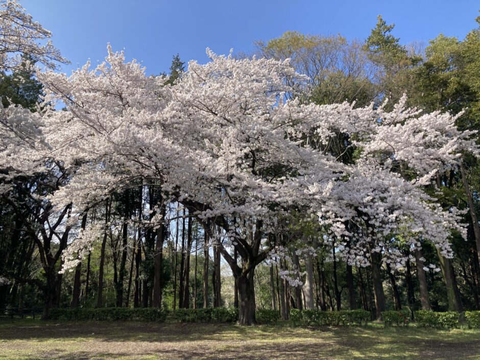 横浜三保市民の森 散策日誌