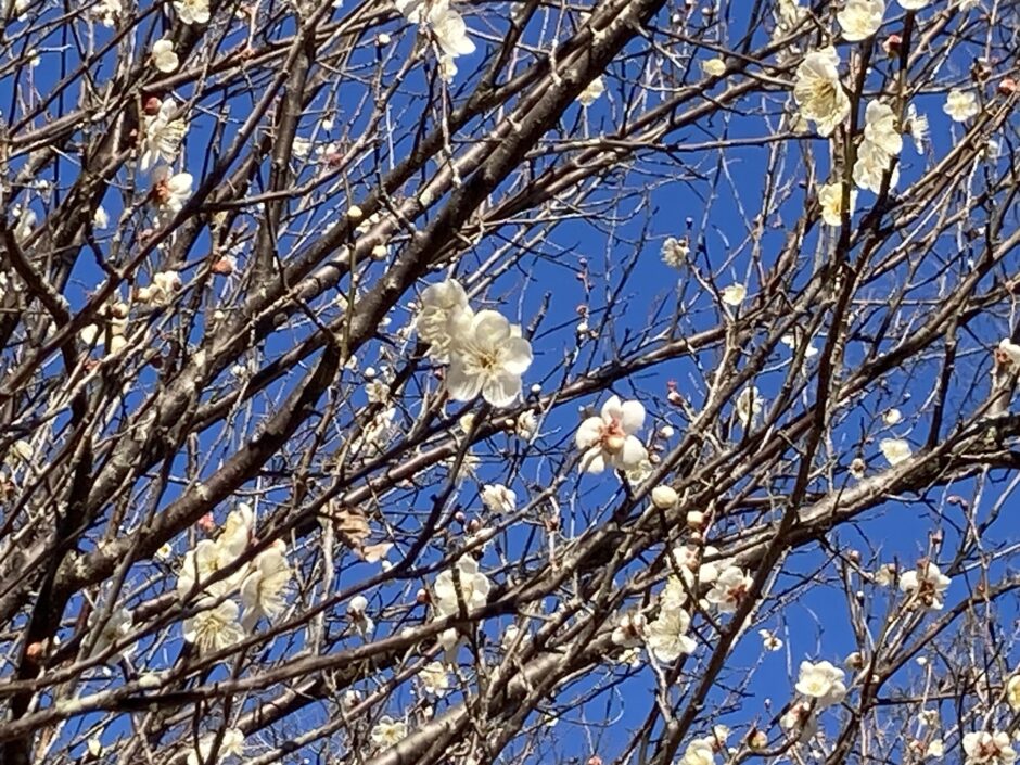 横浜三保市民の森 散策日誌